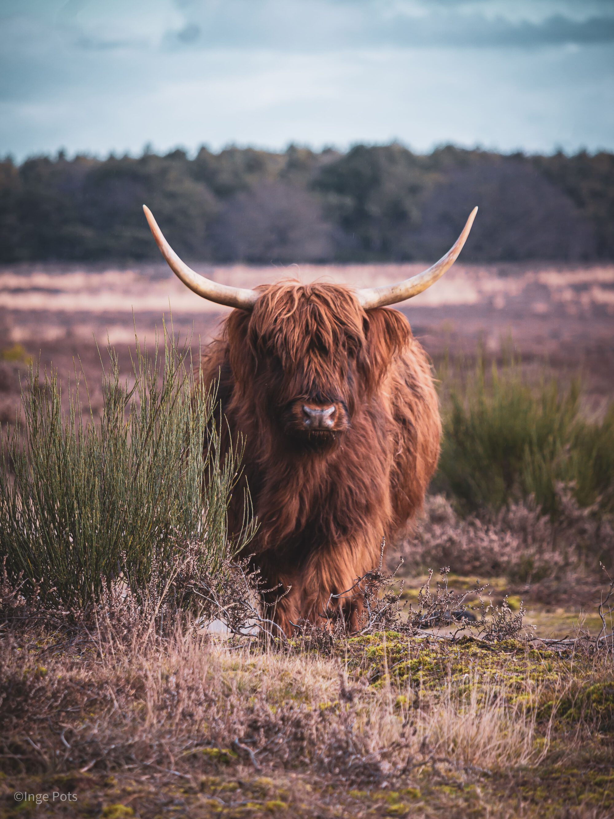 Highland cow on purple heather